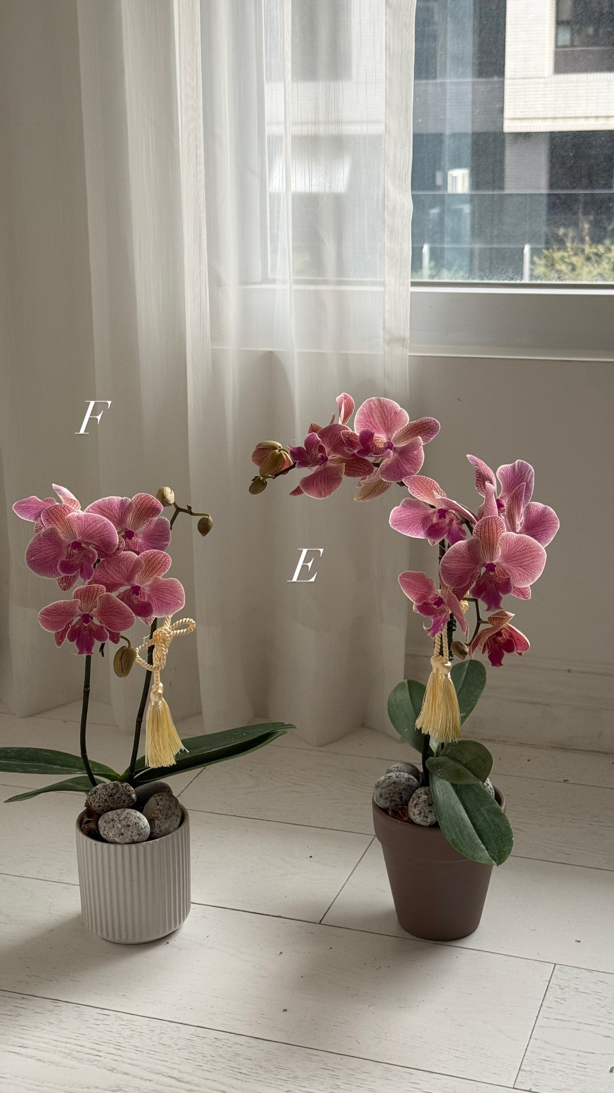 蘭花盆栽現貨:圖片 4