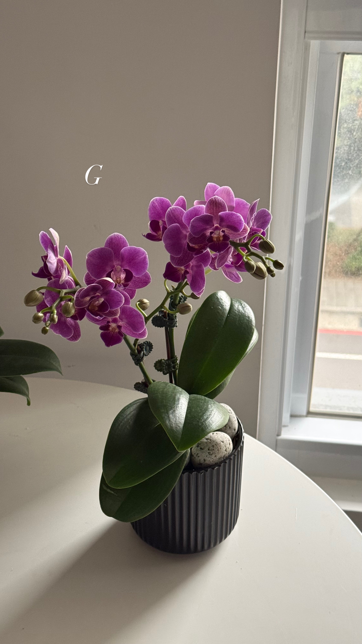 蘭花盆栽現貨:圖片 5