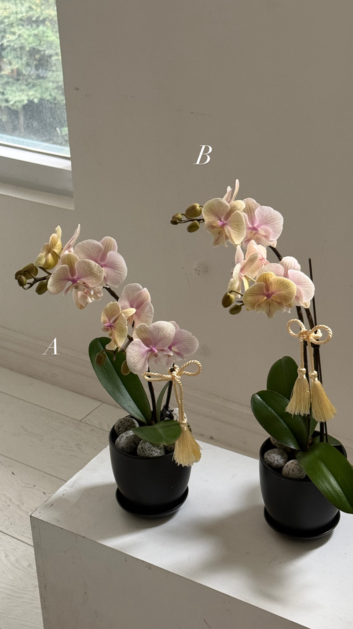 蘭花盆栽現貨:圖片 2