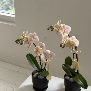 蘭花盆栽現貨