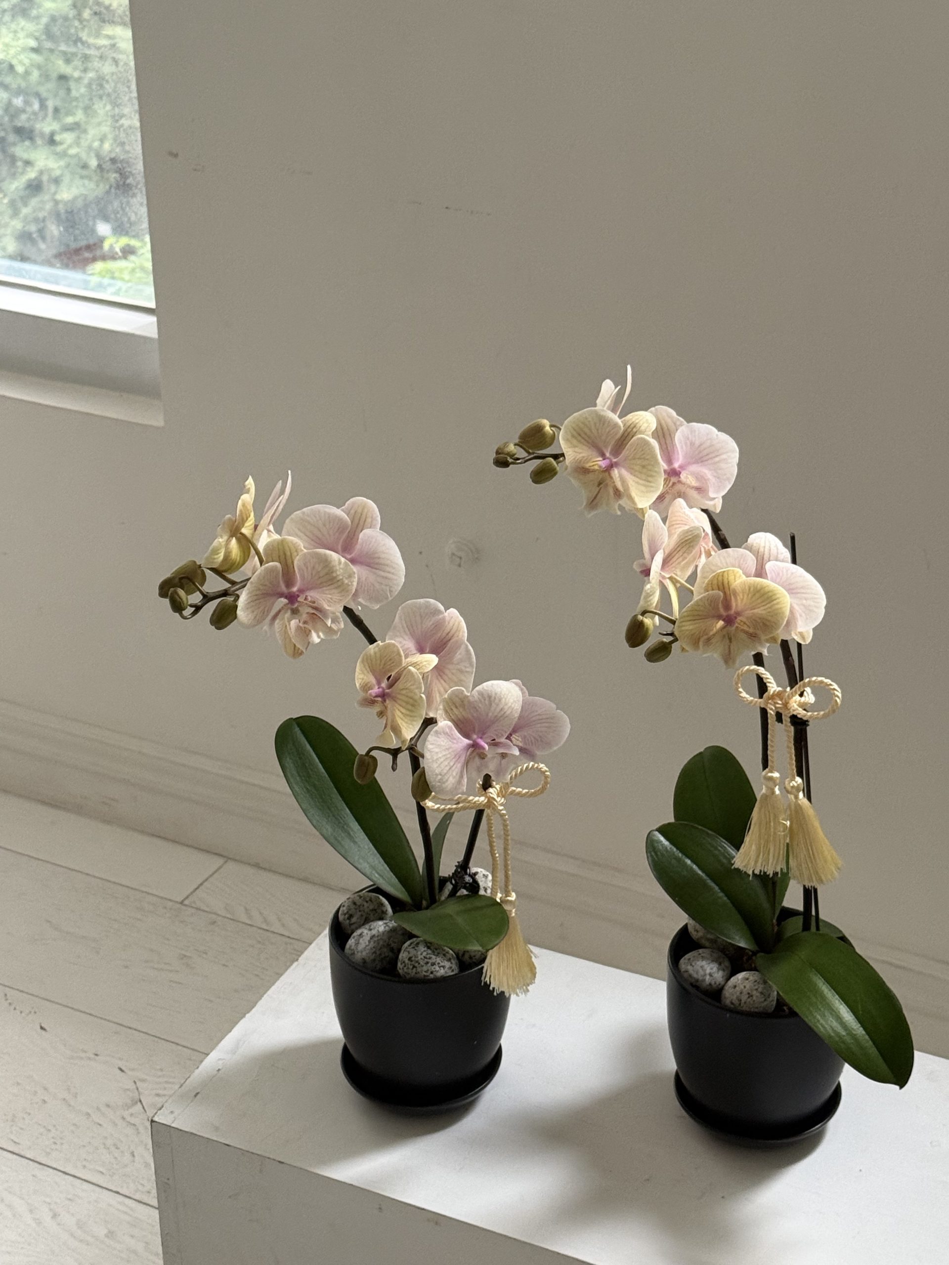 蘭花盆栽現貨